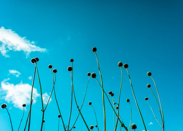Droge planten, ronde bloemenkoppen tegen de blauwe lucht. Abstract achtergrond met kopieerruimte - Foto, afbeelding