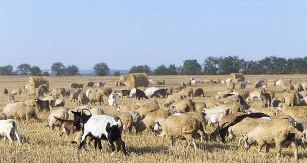 ヤギや羊の群れ。動物は小麦の頑丈な上に放牧する。野のわらの丸い玉. - 写真・画像