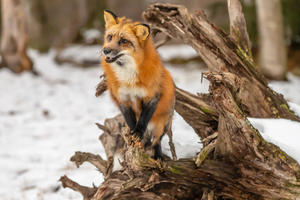 雪の多い環境で祈るための赤い狐狩り - 写真・画像