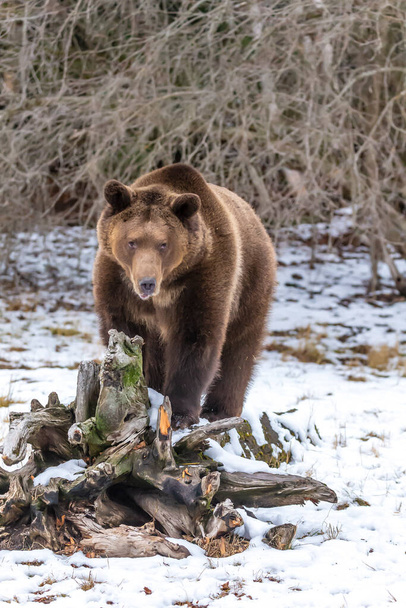 Μια αρκούδα Grizzly απολαμβάνει το χειμώνα καιρό στη Μοντάνα - Φωτογραφία, εικόνα