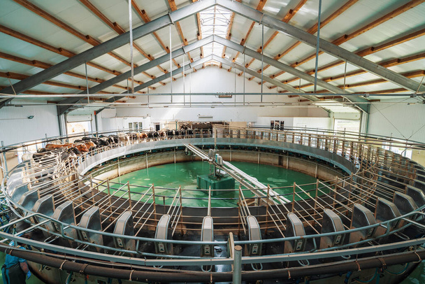 Процесс доения коров на автоматизированной промышленной доильной установке на молочной ферме - Фото, изображение