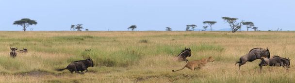 lions sauvages en Afrique - Photo, image