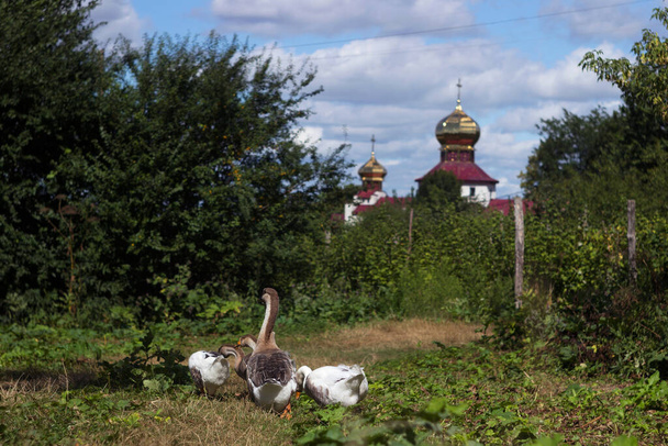 Witbruine ganzen grazen in de zomer tegen de achtergrond van de kerk in het dorp. Pluimvee - Foto, afbeelding