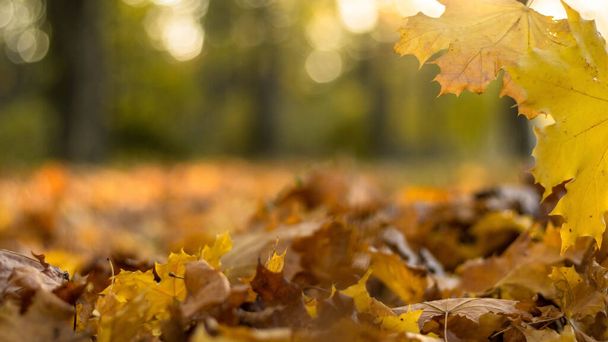 Háttér őszi levelek sárga és narancssárga fénymásolási hely - Fotó, kép