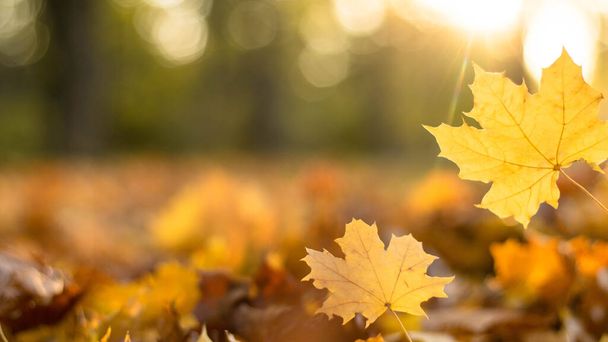 lehullott levelek az őszi erdőben napsütéses időben. Háttér másolási hellyel. Hálaadás napi hangulat - Fotó, kép