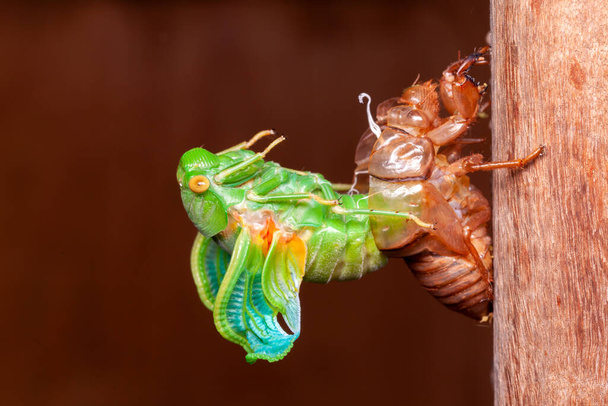Cicada molting exuvia emerging shell - Photo, Image