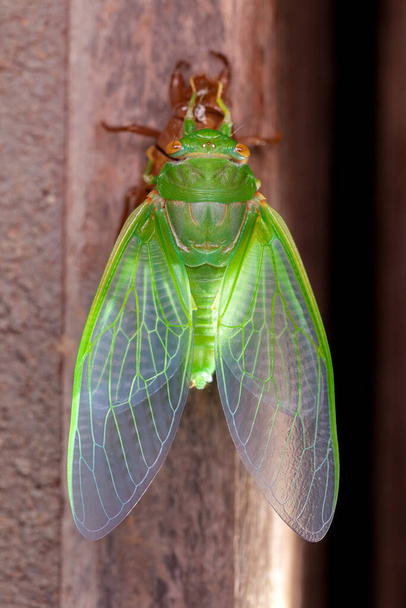 Cicada muting exuvia emerging shell - Foto, Imagen
