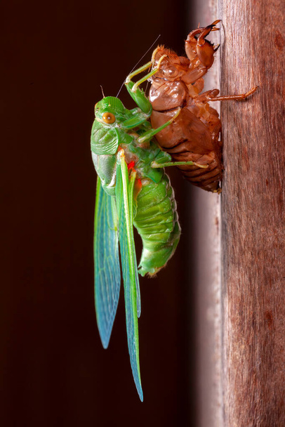 Cicada rui exuvia opkomende schelp - Foto, afbeelding
