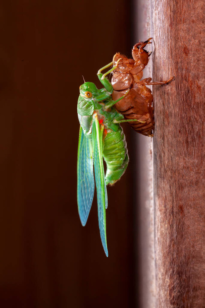Ağustosböceği derisi kabuğu dışarı çıkıyor. - Fotoğraf, Görsel