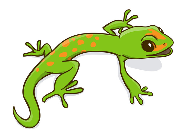 Gecko phelsuma - Vektor, obrázek