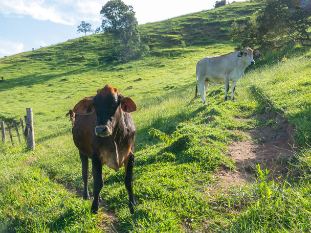 Bueyes en pastizales verdes - toros - ganado - ganadería - Foto, Imagen
