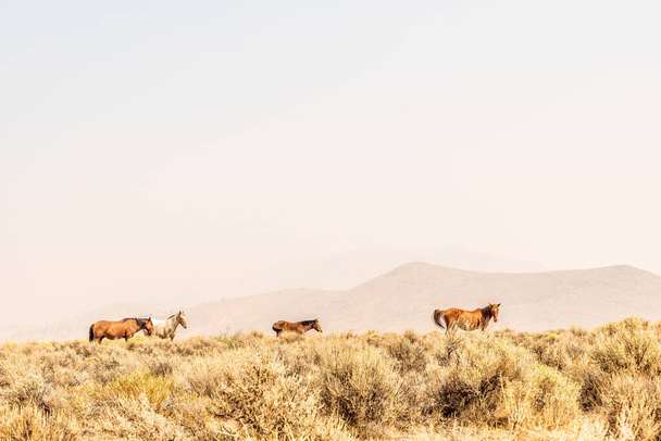 wild horses grazing in the Nevada desert with hills obscured by smoke from California forest fires - Foto, imagen
