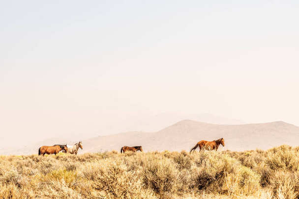wild horses grazing in the Nevada desert with hills obscured by smoke from California forest fires - Foto, imagen