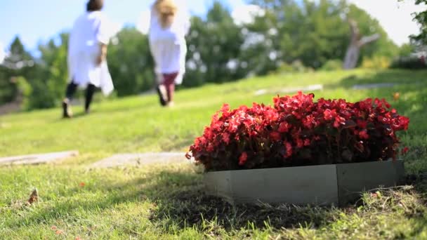 Piante fresche che crescono nel cimitero con la donna - Filmati, video
