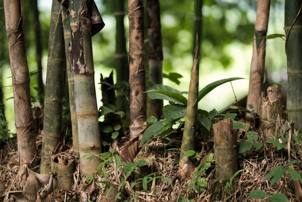 Bambù fresco biologico Sparare in azienda  - Foto, immagini