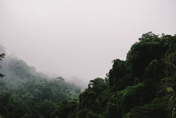 森と霧の美しい自然背景  - 写真・画像