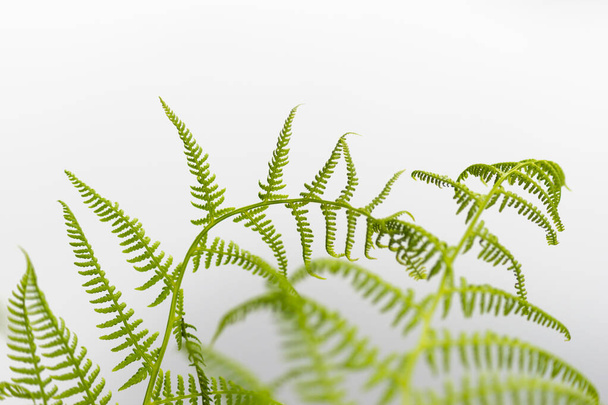 зелена рослина папороті на яскравому фоні
, - Фото, зображення
