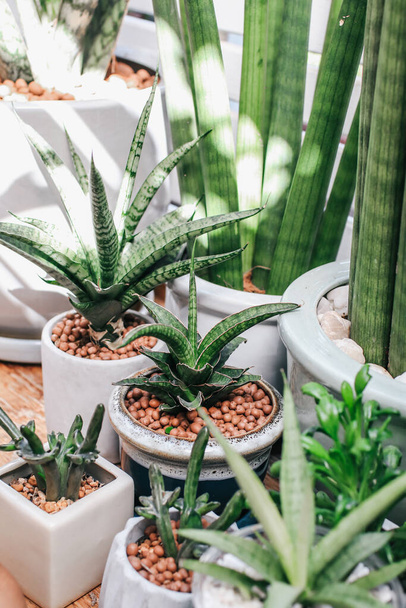 Zöld házi növények kaktusz zamatos aloe vera, gasteria duval, parodia warasii szivacsos agyagból használja a nedvesség megtartására a növény a virágcserép. Díszítés a házban   - Fotó, kép