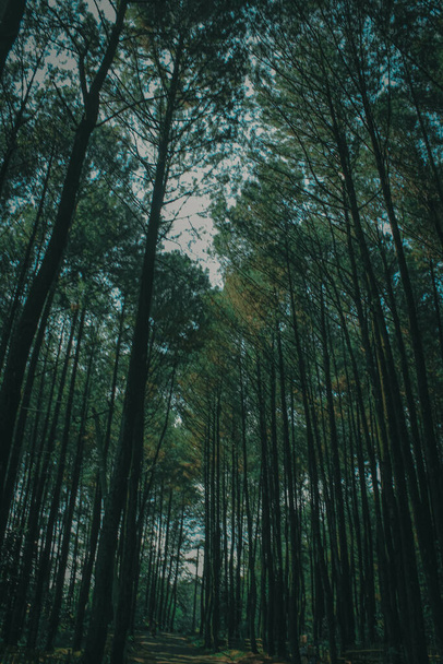  朝の森 - 写真・画像