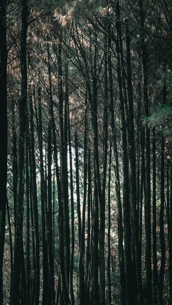 Pine forests of Pancar Mountain, Bogor, West Java, Indonesia - 写真・画像