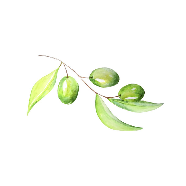 Vesiväri oliivipuun oksa lehtiä ja oliiveja. Vihreitä oliiveja oksalla. Käsin maalattu kukka kuva eristetty valkoisella taustalla suunnittelu, tulostaa, kangas tai tausta. - Valokuva, kuva