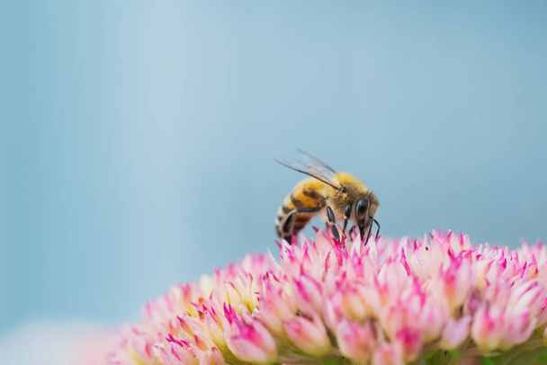 Abelhas de mel coletam pólen e néctar na flor Spiraea. Macro shot. - Foto, Imagem
