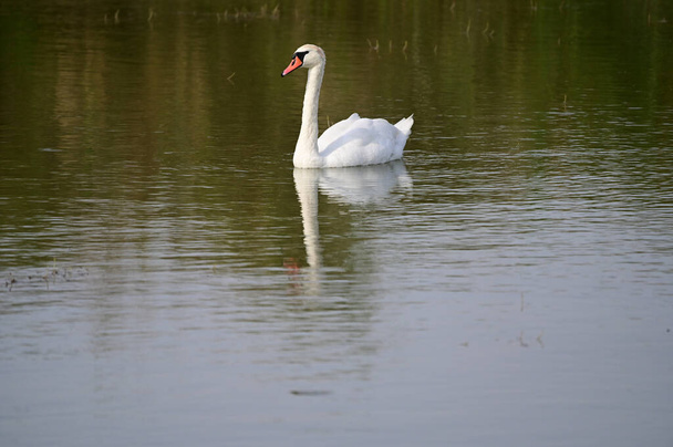 夏の日に湖の水面を泳ぐ白鳥  - 写真・画像