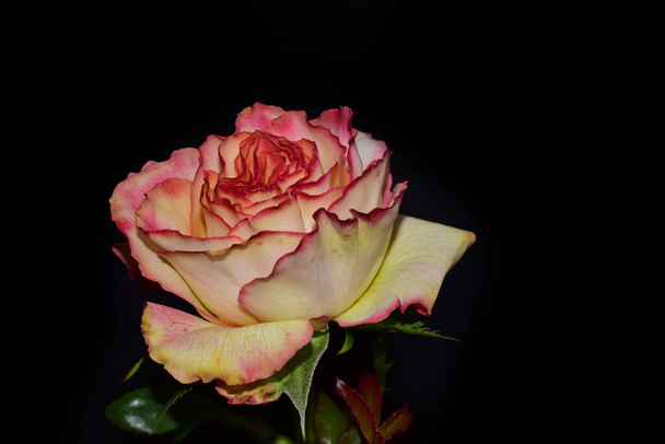 bela rosa no fundo escuro, conceito de verão, vista de perto   - Foto, Imagem