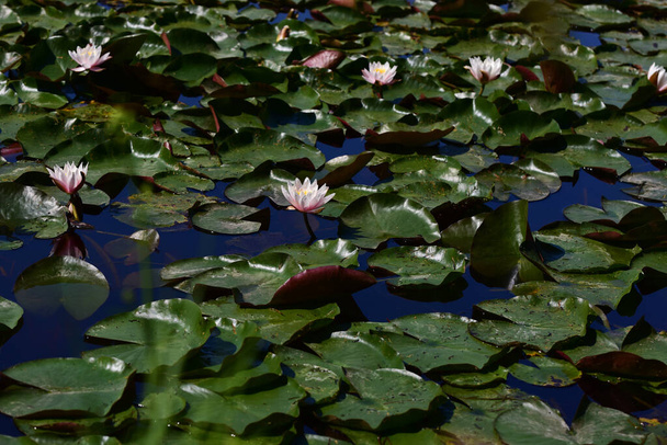 gyönyörű virágzó lótuszok nőnek tó nyári napon  - Fotó, kép