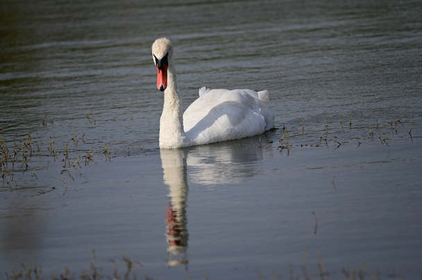 hermoso cisne nadando en la superficie del lago en el día de verano  - Foto, Imagen
