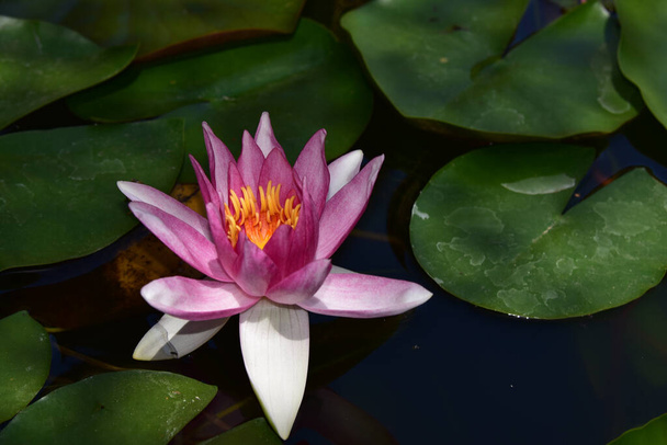 krásný kvetoucí lotos rostoucí v rybníku v letní den  - Fotografie, Obrázek