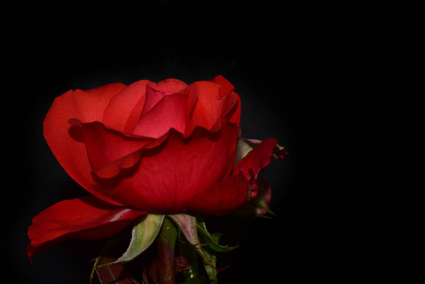 gyönyörű rózsa sötét háttér, nyári koncepció, közelről   - Fotó, kép