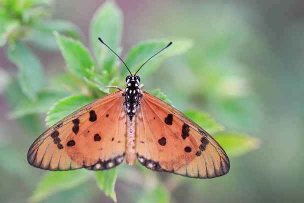 インドのチェンナイにある草の葉に座っているタウニー・コスター蝶 - 写真・画像