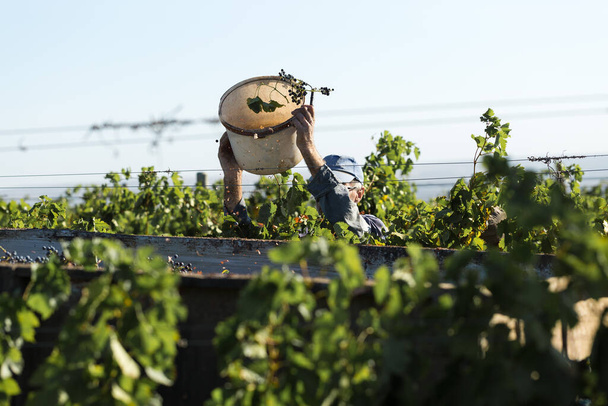 Рабочие наливают голубой виноград в трейлер в винограднике. Осенняя уборка. - Фото, изображение