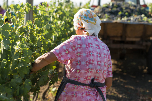 Agriculteurs récoltant des raisins dans un vignoble. Récolte d'automne. - Photo, image