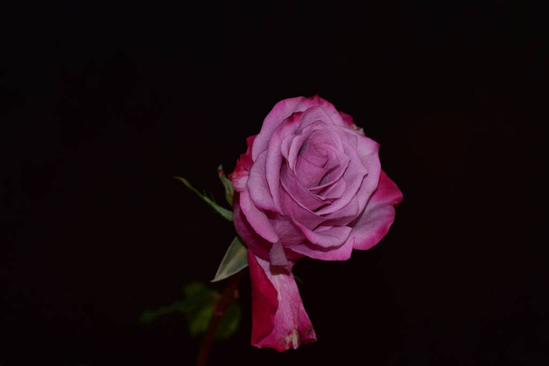 hermosa rosa sobre fondo oscuro, concepto de verano, vista cercana   - Foto, imagen