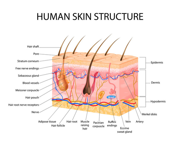 Koncepce kožních senzorických receptorů - Vektor, obrázek