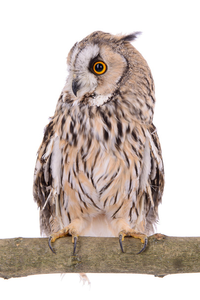 bird owl isolated  - Фото, изображение