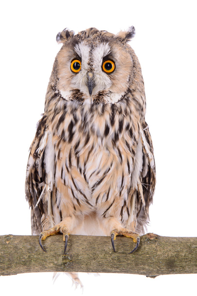 bird owl isolated - Fotografie, Obrázek