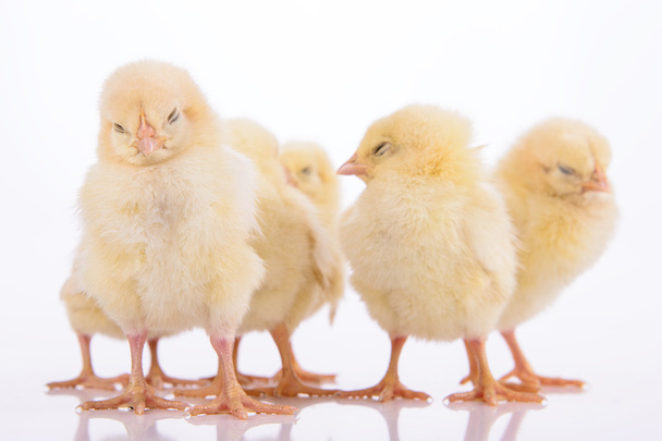 newborn chickens isolated - Foto, Bild