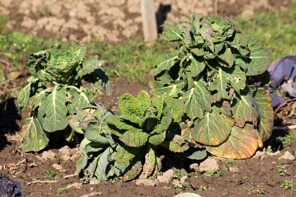 Bunch of old Kale or Leaf cabbage hardy cool season annual green vegetable plants with thick leathery dark green edible leaves growing in local home garden surrounded with wet soil and other garden vegetable plants on warm sunny winter day - Photo, image