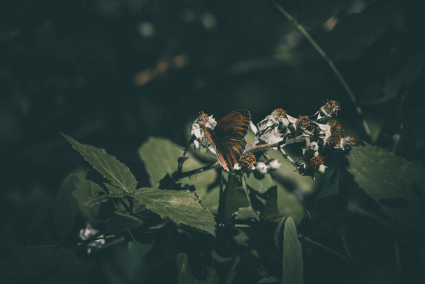 όμορφη καφέ πεταλούδα σε ένα λευκό λουλούδι πάνω από ένα πράσινο φόντο - Φωτογραφία, εικόνα