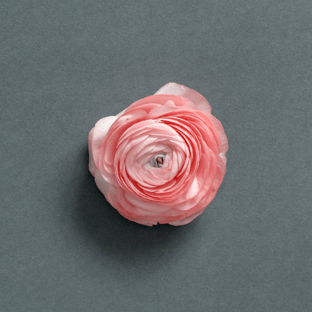 Pink flower on a grey background top view - Photo, Image