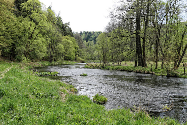 Moravice rivier meander tussen weiden en bossen in het voorjaar - Foto, afbeelding