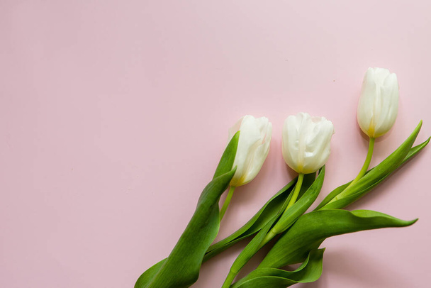 white tulips close up view - Foto, imagen