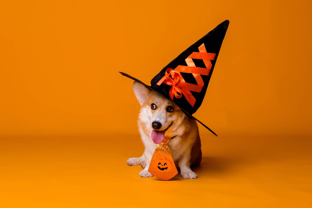 roztomilý Corgi pes a klobouk, Halloween koncept  - Fotografie, Obrázek