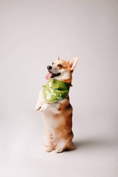 carino cane corgi con sciarpa  - Foto, immagini