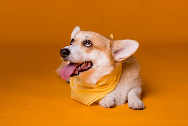 lindo perro corgi con bufanda  - Foto, Imagen