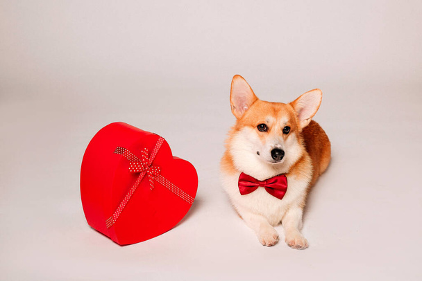 mignon chien corgi et coeur rouge  - Photo, image
