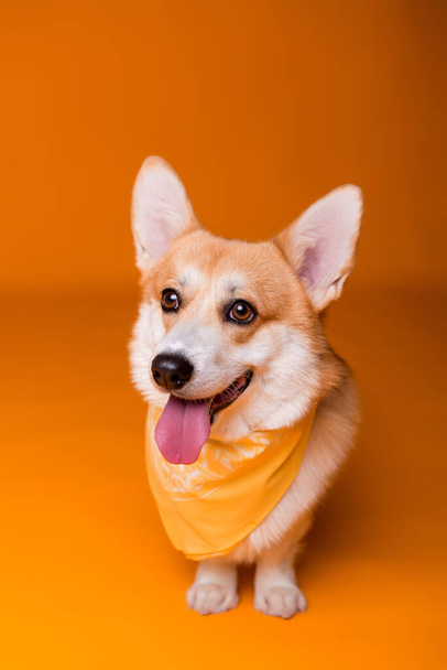 χαριτωμένος σκύλος κόργκι με μαντήλι  - Φωτογραφία, εικόνα